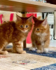 Photo №2 to announcement № 123651 for the sale of maine coon - buy in Germany private announcement