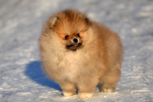 Photo №3. Spitz puppy. Russian Federation