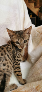 Photo №2 to announcement № 4164 for the sale of savannah cat - buy in Russian Federation from nursery, breeder