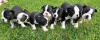 Additional photos: Adorable Boston Terrier Puppies for free adoption