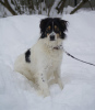 Photo №3. White Bim fluffy ears is looking for a home!. Russian Federation
