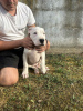 Photo №4. I will sell dogo argentino in the city of Belgrade.  - price - negotiated