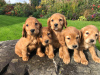 Photo №1. english cocker spaniel - for sale in the city of Штутгарт | negotiated | Announcement № 51137