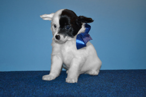 Photo №2 to announcement № 3376 for the sale of chinese crested dog - buy in Russian Federation from nursery, breeder