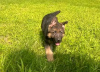 Photo №2 to announcement № 120781 for the sale of german shepherd - buy in Germany private announcement