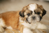 Additional photos: Selling a shih tzu puppy in Kiev.