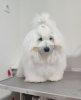 Photo №2 to announcement № 114537 for the sale of coton de tulear - buy in Serbia breeder