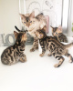 Photo №3. Lovely Bengal Cats kittens available for Adoption. Germany