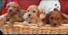 Photo №3. Toy poodle. Serbia