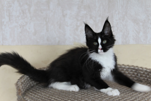 Photo №1. maine coon - for sale in the city of Lodeynoye Pole | negotiated | Announcement № 1842