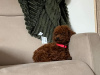 Photo №1. poodle (toy) - for sale in the city of Brussels | 2642$ | Announcement № 114045