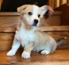 Photo №1. welsh corgi - for sale in the city of Штутгарт | 423$ | Announcement № 41582
