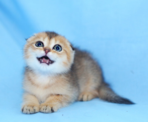 Photo №2 to announcement № 6961 for the sale of scottish fold - buy in Russian Federation from nursery