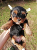 Photo №1. beaver yorkshire terrier, yorkshire terrier - for sale in the city of Pärnu | 475$ | Announcement № 97667