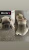 Additional photos: French bulldog puppies for sale