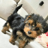 Photo №2 to announcement № 119339 for the sale of yorkshire terrier - buy in Germany private announcement