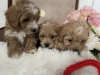 Photo №3. Maltipoo puppy. United States