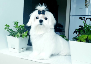 Photo №1. maltese dog - for sale in the city of Yekaterinburg | negotiated | Announcement № 2637