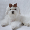 Photo №3. Puppy - boy - Maltese is looking for a good family.. Ukraine