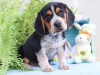 Photo №1. beagle - for sale in the city of Kishinev | negotiated | Announcement № 124381