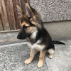 Photo №1. german shepherd - for sale in the city of Vienna | 475$ | Announcement № 83345
