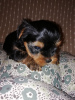 Additional photos: Yorkshire Terrier puppies