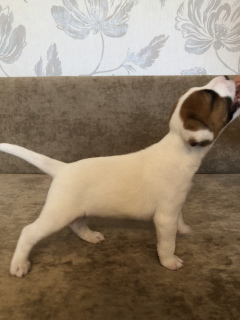 Photo №4. I will sell parson russell terrier in the city of Khabarovsk. private announcement - price - negotiated