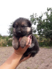 Photo №1. german shepherd - for sale in the city of Заборье | negotiated | Announcement № 7662