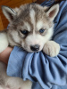 Photo №1. siberian husky - for sale in the city of Tallinn | negotiated | Announcement № 34548