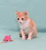 Additional photos: Kitten Zlata - red baby sunshine is looking for a home!