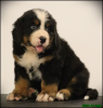 Photo №3. Bernese Mountain Dog puppies. Serbia