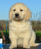 Photo №1. golden retriever - for sale in the city of Ada | 528$ | Announcement № 96468