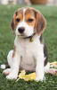 Photo №1. beagle - for sale in the city of Berlin | 106$ | Announcement № 100239