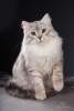 Photo №2 to announcement № 6598 for the sale of siberian cat - buy in Russian Federation 