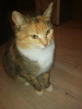 Additional photos: Sunny cat Mixi. As many as three kilograms of positivity.