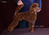 Photo №1. poodle (toy) - for sale in the city of Kiev | 2642$ | Announcement № 111799