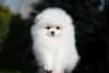 Photo №1. pomeranian - for sale in the city of Bonn | 280$ | Announcement № 117475