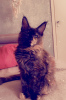 Photo №1. maine coon - for sale in the city of Tallinn | 1585$ | Announcement № 78044