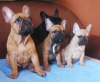 Additional photos: French bulldog puppies