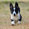 Additional photos: Welsh Corgi Cardigan puppy FCI