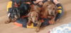 Photo №1. dachshund - for sale in the city of Dnipro | negotiated | Announcement № 14736