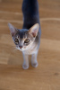 Photo №1. abyssinian cat - for sale in the city of Катлакалнс | negotiated | Announcement № 51504