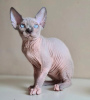 Photo №2 to announcement № 84373 for the sale of sphynx-katze - buy in United States private announcement