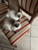 Photo №3. Purebred Siamese kittens. Germany