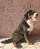Photo №1. bernese mountain dog - for sale in the city of Москва | 1124$ | Announcement № 17936