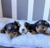 Photo №2 to announcement № 102888 for the sale of yorkshire terrier - buy in United States private announcement, from nursery