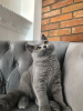 Photo №4. I will sell british shorthair in the city of Bydgoszcz. breeder - price - negotiated