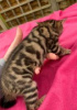 Photo №1. bengal cat - for sale in the city of Vantaa | negotiated | Announcement № 55157