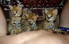 Photo №1. savannah cat - for sale in the city of London | 1057$ | Announcement № 99774