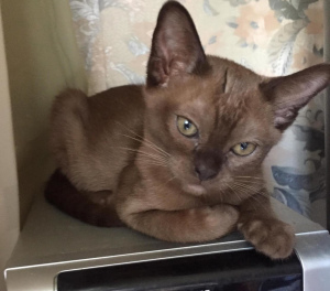Photo №3. Kittens Burmese European type with vaccinations and the necessary documents.. Russian Federation